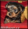 yorkshire terrier - dva pejsci  - 2