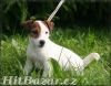 Jack russel terier - 5