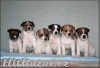 jack russel terier
