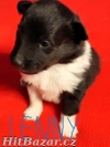 Šeltie - shetie fenky s PP - 2