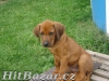 štěňátka Rhodeského Ridgeback s PP - 5