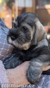 Štěňata Knírače středního pepř a sůl - 3