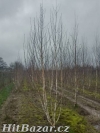 Prodej vzrostlých dřevin - celá ČR - 3