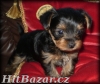 yorkshire terrier - dva pejsci 
