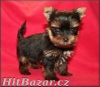 yorkshire terrier - pejsci i fenečky