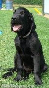 Flat coated retriever s PP černí kluci - 4