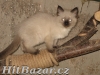 Ragdoll s PP