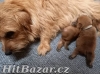 Norfolk Terrier - 2