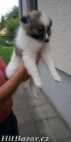 Německý spic střední strakoš  s PP FCI - 2