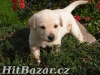 prodám štěňata labradora - 2
