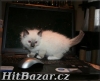 koťata Ragdoll s PP - 5