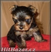 yorkshire terrier - 5