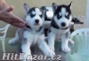 roztomilý Sibiřský husky štěňata - 3