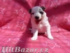 Border kolie  - 6