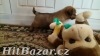Norfolk Terrier - 2