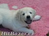Golden retriever s PP - štěňata /zlatý retrívr/ - 3