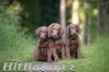 Chesapeake bay retriever s PP(jako hnědý labrador)