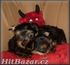 yorkshire terrier - 3