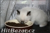koťata Ragdoll s PP - 5