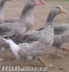 Housata,kuřata,krůty,kuřice,mulardy,perličky - 2