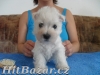 west highland white terrier