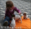 jack russel terier - 2
