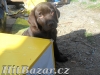 Labradorský retrívr - čokoládová štěňátka - 2