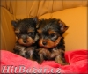 Yorkshire terrier - 4