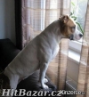 Daruji fenku amerického pitbullteriéra