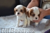 Kavalír king charles spaniel - 3