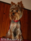 yorkshire terrier - maličký pejsek - 8