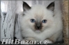 kočičky a kocourci plemene Ragdoll s PP  - 4