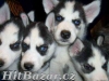 roztomilý Sibiřský husky štěňata - 2