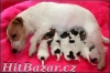 jack russel terier - 3