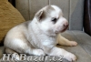 Sibiřský husky štěňata - 3