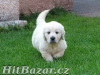 ZLATÝ RETRIEVER a FLAT COATED RETRIEVER - 9
