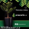 Blahočet čilský - Araucaria araucana