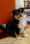 Šeltie/sheltie - Tricolor pejsek s PP - 3