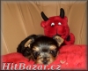 yorkshire terrier - 4