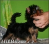 yorkshire terrier, fenky i pejsci 