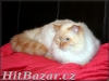 kočičky a kocourci plemene Ragdoll s PP  - 8