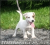 Jack russel terier