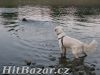 Hlídání a venčení zvířat - 4