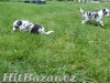 Border kolie  - 4