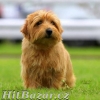 Norfolk Terrier - 4