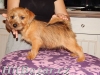 Norfolk Terrier - 3