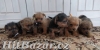 Norfolk Terrier