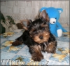yorkshire terrier
