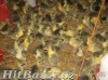 Housata,kuřata,krůty,kuřice,mulardy,perličky