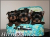 yorkshire terrier - 2